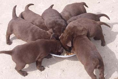 Chocolate Labrador puppies feeding from bowl