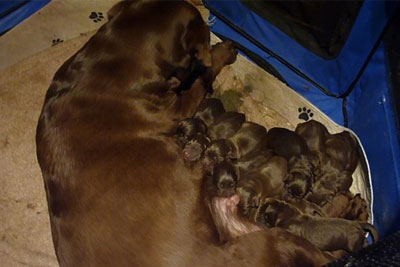 Chocolate Labrador mother with litter of puppies in Shropshire