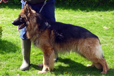 Adult German Shepherd