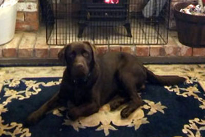 Adult Chocolate Labrador lying down by fireplace