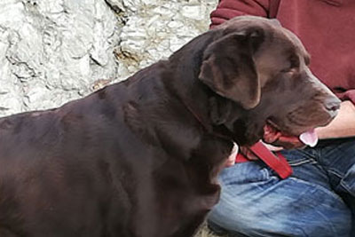 Chocolate Labrador with owner
