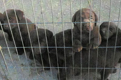 Chocolate Labrador puppies for sale