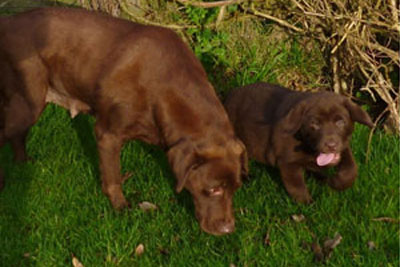 Chocolate Labrador mother and puppy playing in woodland