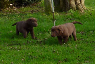 Chocolate Labrador puppies playing in Whitchurch field