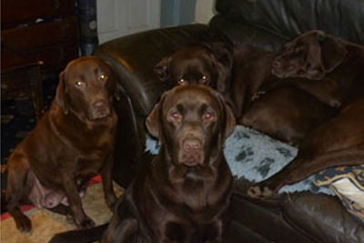 Adult Chocolate Labradors in Whitchurch home