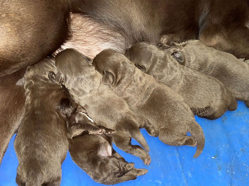 Chocolate Labrador puppies for sale born April 2024